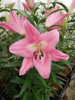 [5199 Kendall VH No01.JPG]